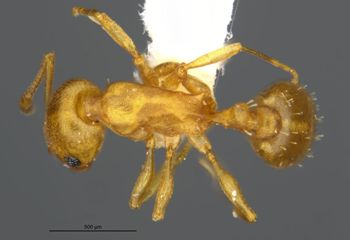 Media type: image;   Entomology 583615 Aspect: habitus dorsal view